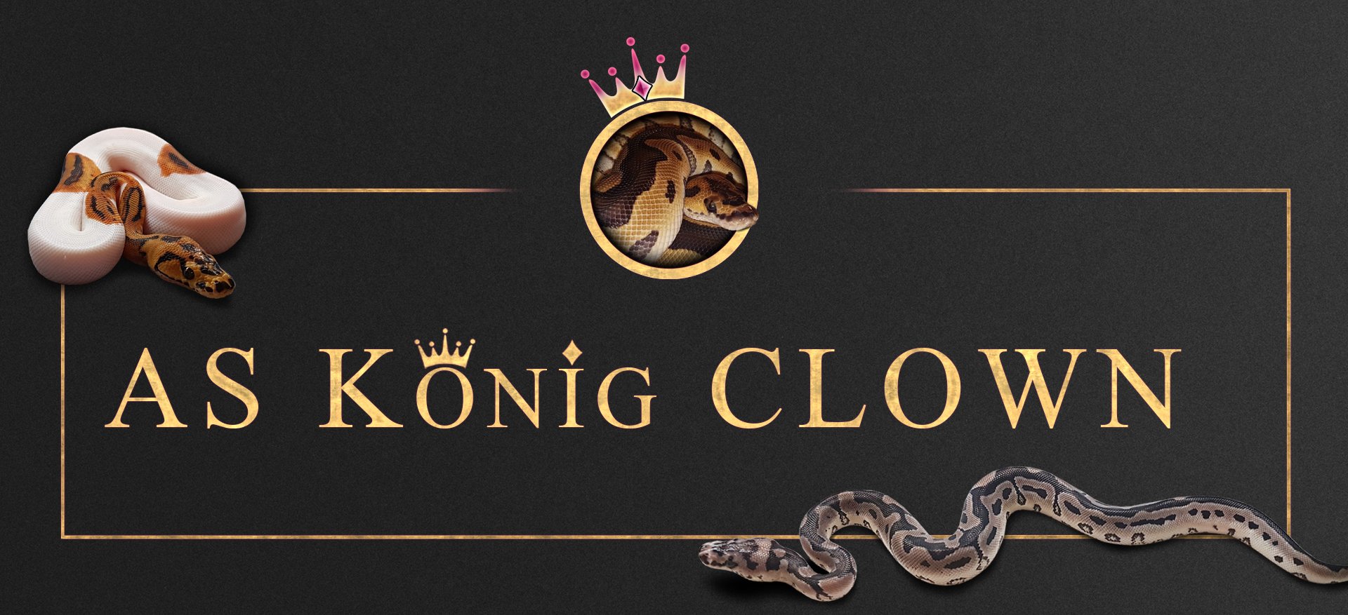 Header Slider Ballpython breeder AS-KOENIG-CLOWN Anke Deuser Clown, pied, axa, viel mehr