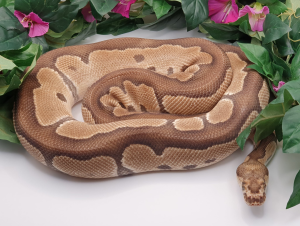 ♂ Clown ph Albino