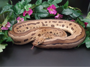 ♀ Clown