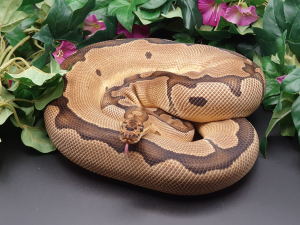 ♀ Clown, reduced (Blade?)