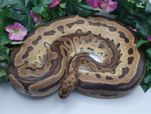 ♀ Clown het. Axanthic