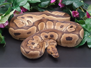 ♀ Clown het. Piebald