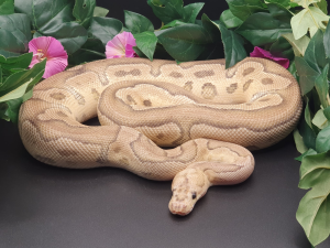♂ Fire Clown