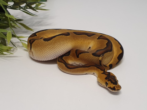 ♂ Enchi Clown het. Piebald