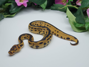 ♂ Leopard Clown pos OrangeDream het Piebald ph Albino