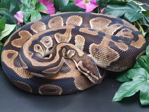 ♀ Classic dh ClownPiebald ph Albino
