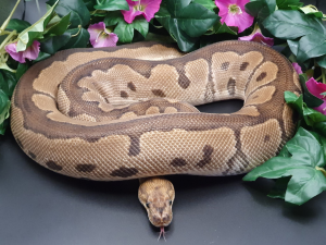 ♂ Clown