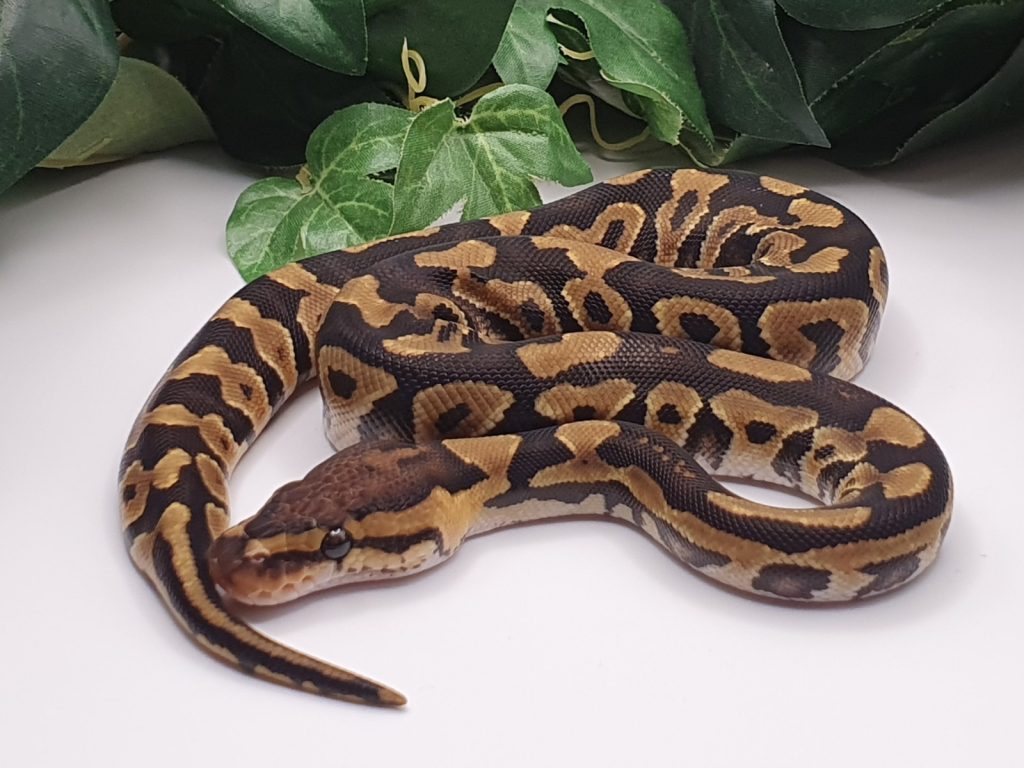 ♀ Crypton het DesertGhost