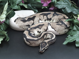 ♀ AxanthicTSK Piebald