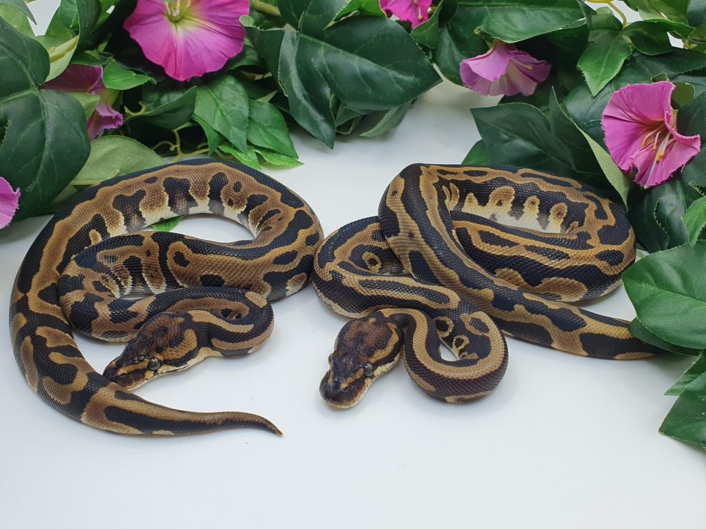 ♂♀ Leopard dh DesertGhost Clown