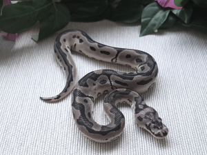 ♂ AxanthicTSK Clown