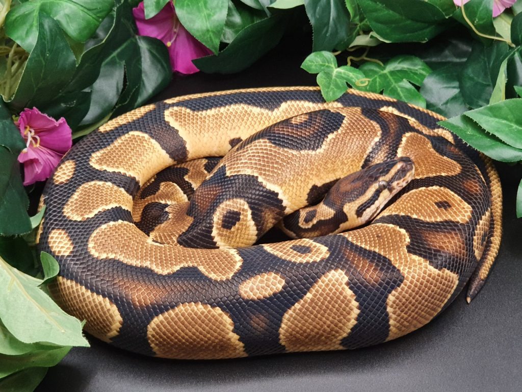 ♀ OrangeDream dhClownPiebald phAlbino