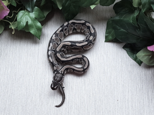 ♀ AxanthicTSK het. Clown