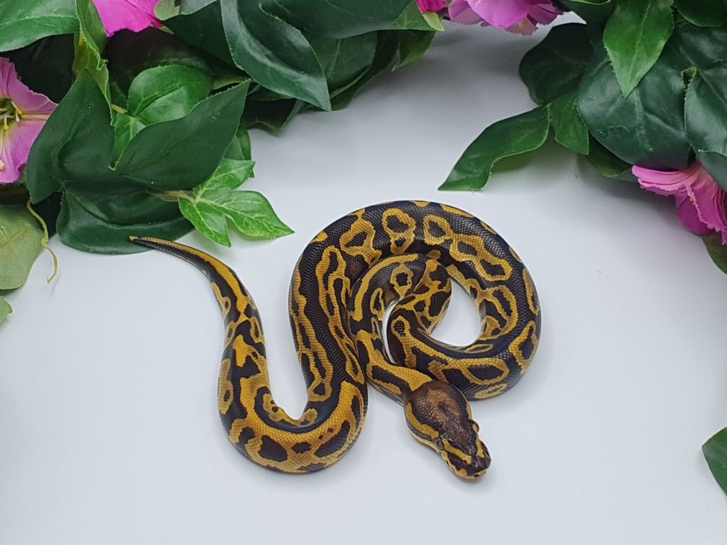 ♀ Leopard OrangeDream dhClownPiebald phAlbino