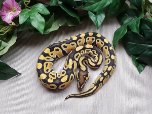 ♀ DesertGhost het. Clown (juvenile)