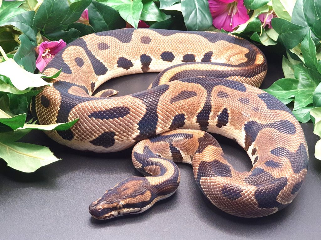 ♂ Leopard OrangeDream thAlbinoClownPiebald