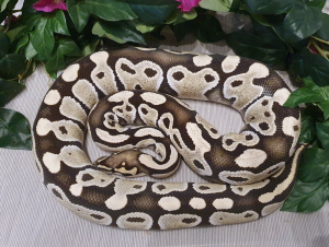 ♀ DesertGhost het. Clown (adult)