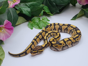 ♂ DesertGhost het. Clown
