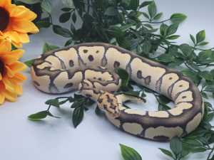 ♂ DesertGhost Clown