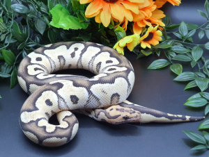 ♂ DesertGhost Clown