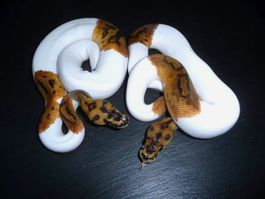 ♀ Clown Piebald (Babys 2016)