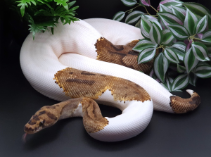 ♀ Clown Piebald het Albino