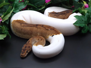 ♀ Clown Piebald phAlbino