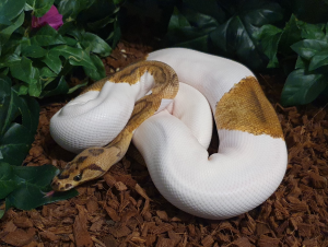♂ Clown Piebald phAlbino