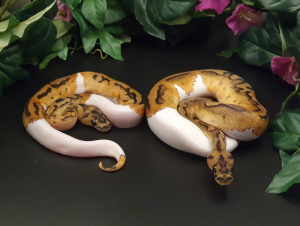 ♂ ♀ Clown Piebald