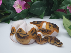 ♂ Clown Piebald
