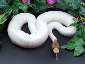 ♂ Cinnamon Clown Piebald phAlbino