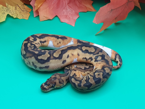 ♀ YellowBelly Clown Piebald
