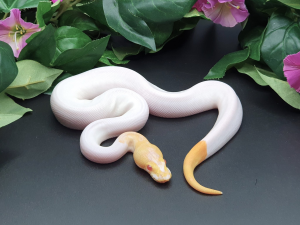 ♂ Albino Clown Piebald (OD?)
