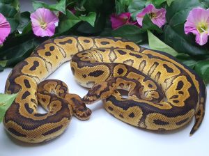 ♂♀ Clown dh Axanthic Piebald Verpaarung geplant ab 2025