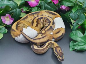 ♀ Piebald het. Clown