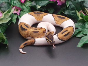 ♀ Piebald het. Albino