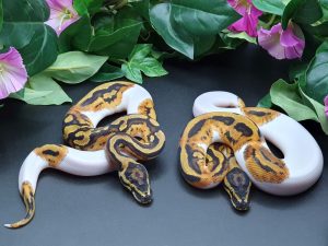 ♂♀ Piebald dh Axanthic Clown