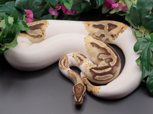 ♀ Fire Piebald