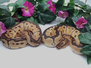 ♂♀ Clown dh Axanthic DesertGhost