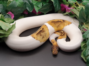 ♀ Special Piebald