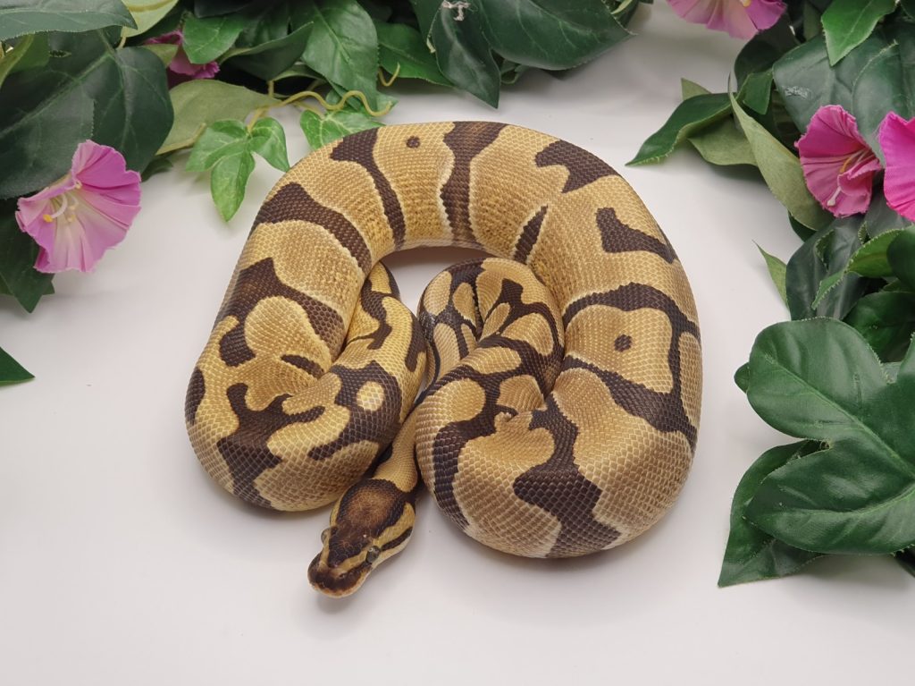 ♀ Enchi th DesertGhost Clown Piebald