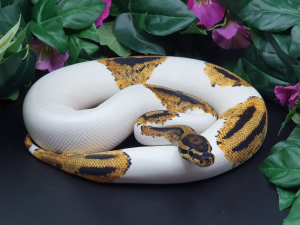 ♀ YellowBelly Piebald