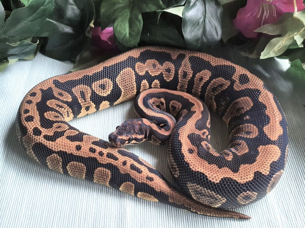 ♀ Confusion