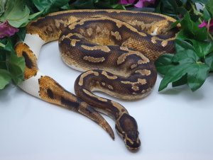 ♂ YellowBelly Piebald