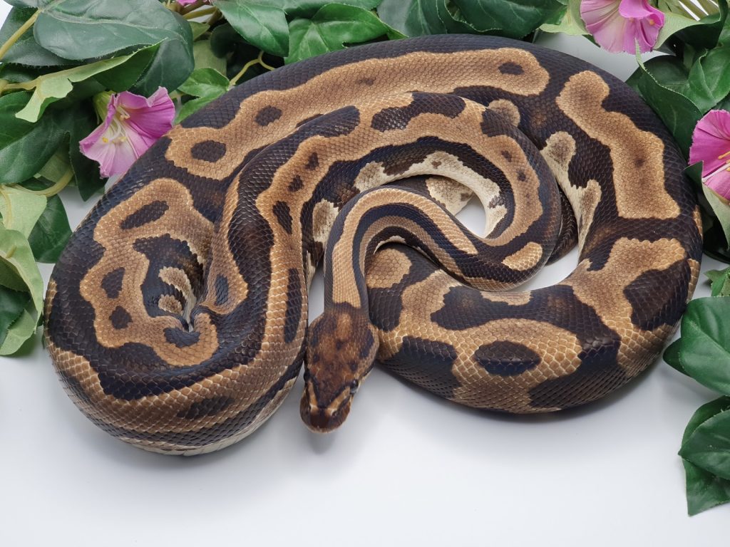 ♀ Leopard dh DesertGhost Cryptic