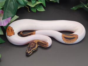 ♂ Leo Piebald (OD?) het. Clown phAlbino