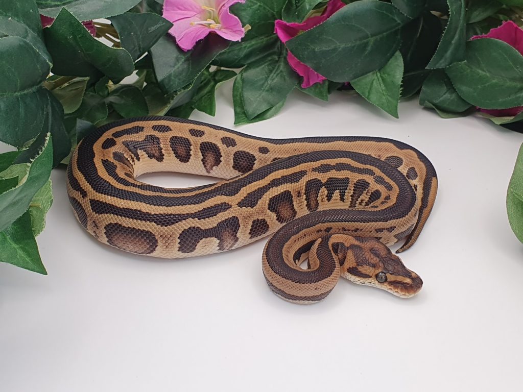 ♀ Leopard Crypton het DesertGhost