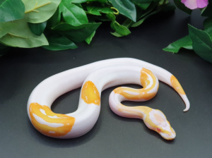 ♂ Albino Piebald het. Clown