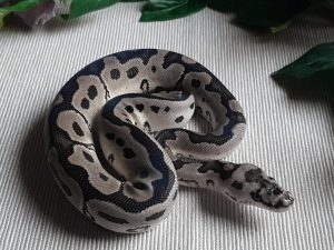 ♂ AxanthicTSK Clown AS-Koenig-Clown