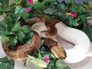 ♀